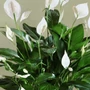 Kép 2/2 - Spathiphyllum walesii 'Sweet Chico' / Vitorlavirág