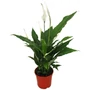 Kép 1/2 - Spathiphyllum walesii 'Sweet Chico' / Vitorlavirág