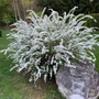 Kép 2/2 - Spiraea cinerea 'Grefsheim' / Hamvas gyöngyvessző