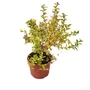 Kép 1/2 - Spiraea japonica ‘Goldflame’ / Japán gyöngyvessző