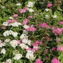Kép 2/2 - Spiraea japonica 'Shirobana' / Japán gyöngyvessző