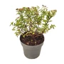 Kép 1/2 - Spiraea japonica 'Shirobana' / Japán gyöngyvessző