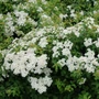 Kép 2/2 - Spiraea nipponica ‘Halward's Silver’ / Nipponi gyöngyvessző