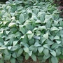Kép 2/2 - Stachys byzanthina 'Helena Von Stein' / Gyapjas tisztesfű