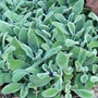 Kép 2/2 - Stachys byzantina 'Silky Fleece' / Gyapjas tisztesfű