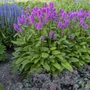 Kép 2/2 - Stachys officinalis / Orvosi tisztesfű