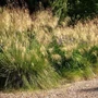 Kép 2/2 - Stipa gigantea / Óriás árvalányhaj