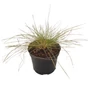Kép 1/2 - Stipa gigantea / Óriás árvalányhaj