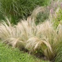 Kép 2/2 - Stipa tenuissima 'Pony Tails' / Árvalányhaj