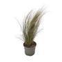 Kép 1/2 - Stipa tenuissima 'Pony Tails' / Árvalányhaj