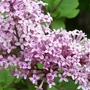 Kép 2/2 - Syringa meyeri 'Palibin' / Törpe orgona