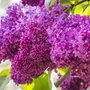 Kép 2/2 - Syringa vulgaris 'Charles Joly' / Telt virágú, sötétlila orgona