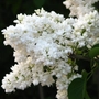 Kép 2/2 - Syringa vulgaris 'Mme Lemoine' / Fehér virágú orgona