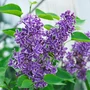 Kép 2/2 - Syringa vulgaris 'Sensation' / Tarka szirmú orgona