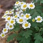 Kép 2/2 - Tanacetum parthenium / Őszi margitvirág