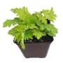 Kép 1/2 - Tanacetum parthenium / Őszi margitvirág