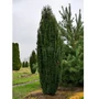 Kép 2/2 - Taxus baccata 'Fastigiata' / Oszlopos tiszafa (földladás)