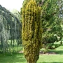 Kép 3/3 - Taxus baccata 'Fastigiata Aurea' / Arany oszlopos tiszafa