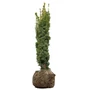 Kép 1/3 - Taxus baccata 'Fastigiata Aurea' / Arany oszlopos tiszafa