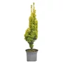 Kép 1/3 - Taxus baccata 'Fastigiata Aurea' / Arany oszlopos tiszafa