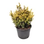 Kép 1/2 - Taxus baccata 'Repandens Aurea' / Arany terülő tiszafa