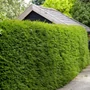 Kép 2/2 - Taxus baccata 'Zöld' / Tiszafa