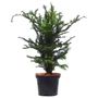 Kép 1/2 - Taxus baccata 'Zöld' / Tiszafa