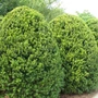 Kép 2/2 - Taxus x media 'Hicksii' / Oszlopos tiszafa