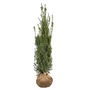 Kép 1/2 - Taxus x media 'Hicksii' / Oszlopos tiszafa (földlabdás)