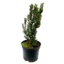 Kép 1/2 - Taxus x media 'Hicksii' / Oszlopos tiszafa