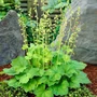Kép 2/2 - Tellima grandiflora / Csészerojt