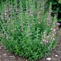 Kép 3/3 - Teucrium chamaedrys / Sarlós gamandor