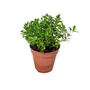 Kép 1/3 - Teucrium chamaedrys / Sarlós gamandor