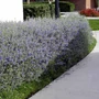 Kép 2/2 - Teucrium fruticans / Ezüstbokor (cserjés gamandor)