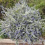 Kép 3/3 - Teucrium fruticans 'Indyho' / Ezüstbokor, cserjés gamandor