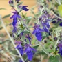 Kép 2/3 - Teucrium fruticans 'Indyho' / Ezüstbokor, cserjés gamandor