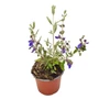 Kép 1/3 - Teucrium fruticans 'Indyho' / Ezüstbokor, cserjés gamandor
