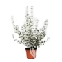 Kép 2/2 - Teucrium fruticans / Ezüstbokor, cserjés gamandor