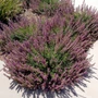 Kép 2/2 - Teucrium x lucidrys / Hibrid gamandor