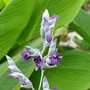Kép 2/3 - Thalia dealbata / Vízigyömbér