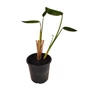 Kép 1/3 - Thalia dealbata / Vízigyömbér