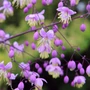 Kép 2/2 - Thalictrum delavayi / Szárnyastermésű borkóró