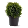 Kép 1/2 - Thuja occidentalis 'Danica' / Törpe gömbtuja 'Danica'