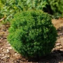 Kép 3/3 - Thuja occidentalis 'Teddy' / Törpe gömbtuja