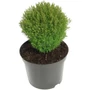 Kép 1/3 - Thuja occidentalis 'Teddy' / Törpe gömbtuja