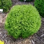 Kép 1/2 - Thuja occidentalis 'Tiny Tim' / Törpe gömbtuja
