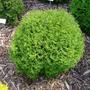 Kép 2/2 - Thuja occidentalis 'Tiny Tim' / Törpe gömbtuja