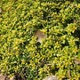 Kép 2/3 - Thymus x citriodorus 'Bertram Anderson' / Aranytarka citrom illatú kakukkfű
