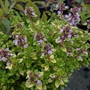 Kép 3/3 - Thymus x citriodorus 'Bertram Anderson' / Aranytarka citrom illatú kakukkfű