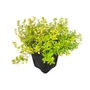 Kép 2/2 - Thymus citriodorus 'Aureus' / Aranylombú citrom illatú kakukkfű
